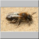 Andrena barbilabris - Sandbiene m03b 10mm - Sandgrube Niedringhaussee det.jpg
